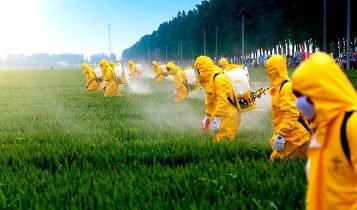 alimentos transgênicos