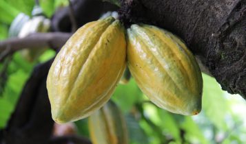Cacau brasileiro é premiado