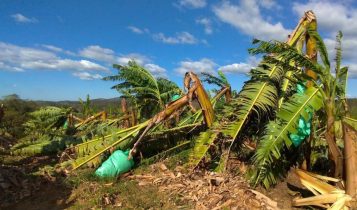 Nuvem ‘cogumelo’ com microexplosão assusta agricultores no interior de SP