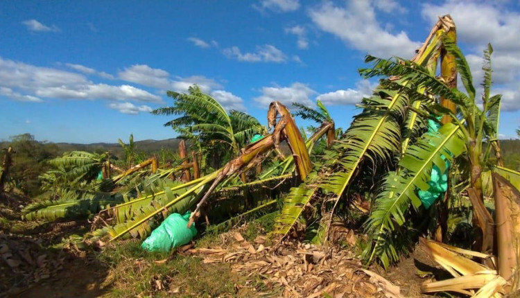 Nuvem ‘cogumelo’ com microexplosão assusta agricultores no interior de SP