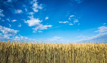 Bioativadores aumentam a eficiência na produção de Milho