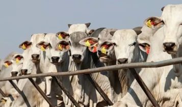 censo de confinamento dsm