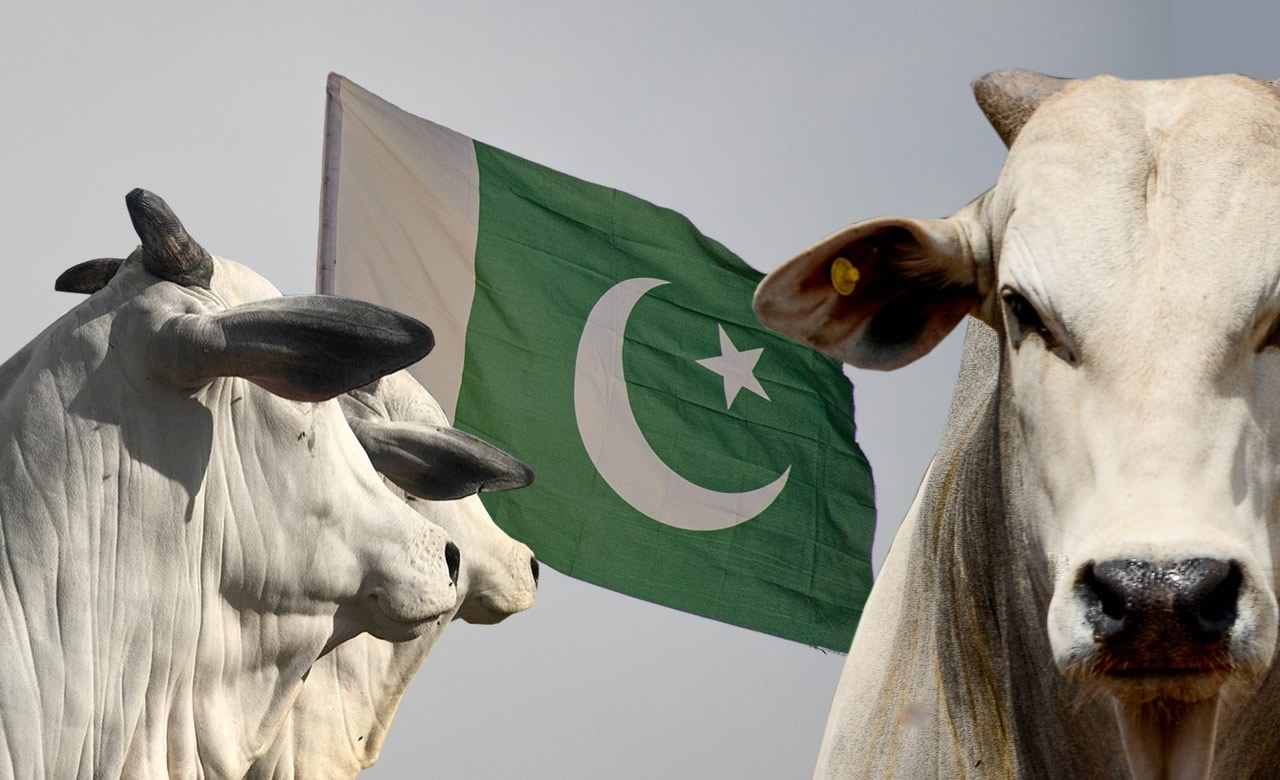 Brasil deve exportar em breve genética bovina ao Paquistão