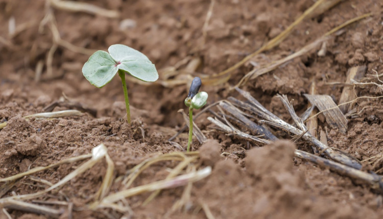 fase-vegetativa algodao planta nascendo