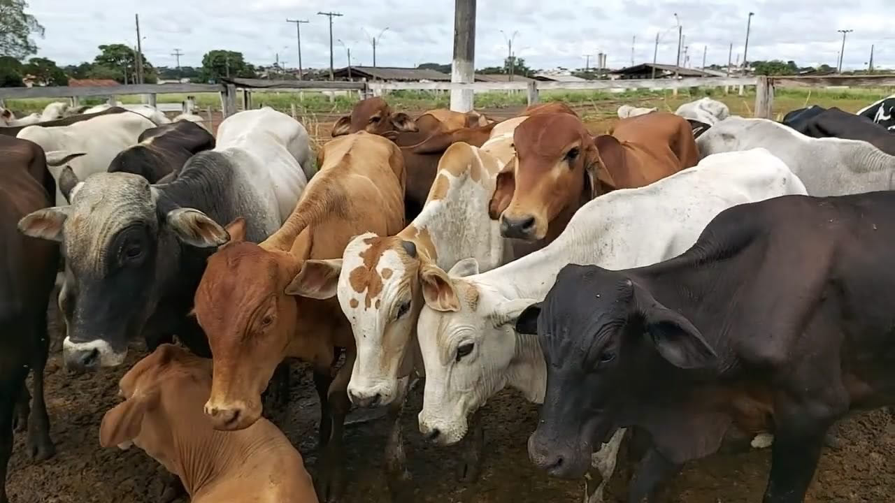 gado sem raca definida - srd - tucura