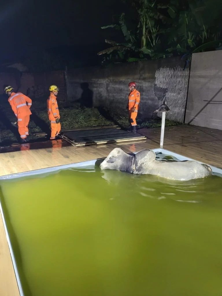 boi que cai em piscina