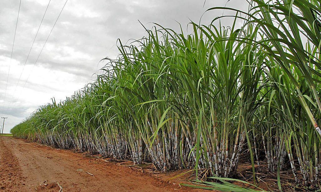 Como maximizar o ganho de peso dos bovinos na fazenda utilizando a capineira