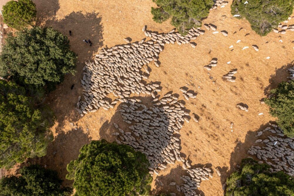 imagens de drone de rebanho de ovelhas