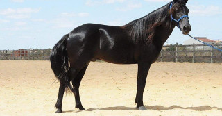 Conheça o cavalo nordestino o mais resistente do Brasil