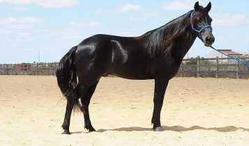 Conheça o cavalo nordestino o mais resistente do Brasil