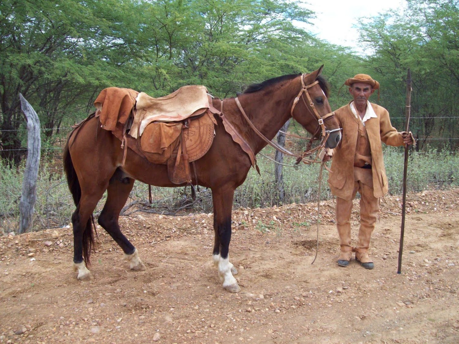 Conheça o cavalo nordestino o mais resistente do Brasil