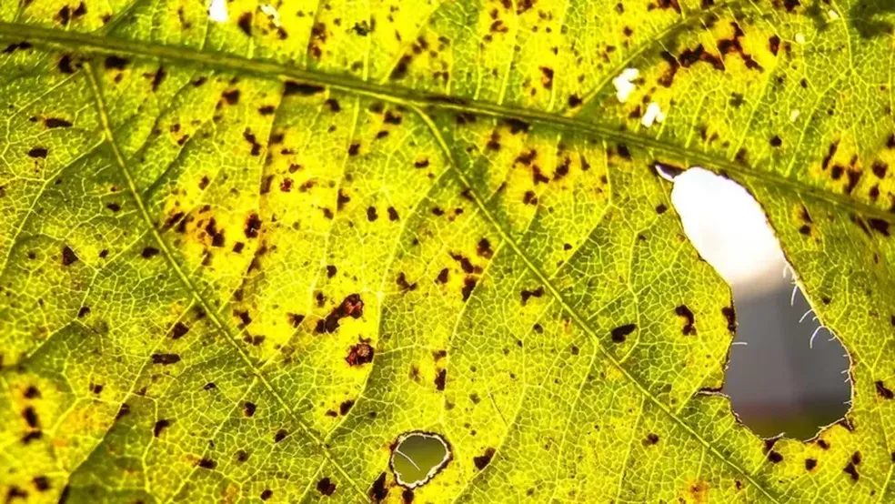 Roraima produz soja seguindo o calendário dos EUA