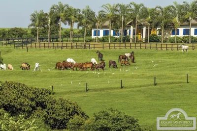 maiores criadores de cavalos