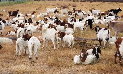 cabras cortam gramas no google