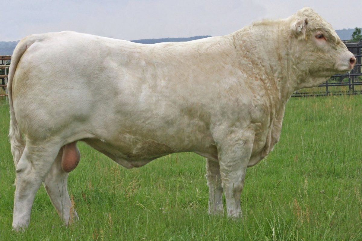 raça bovina gigante