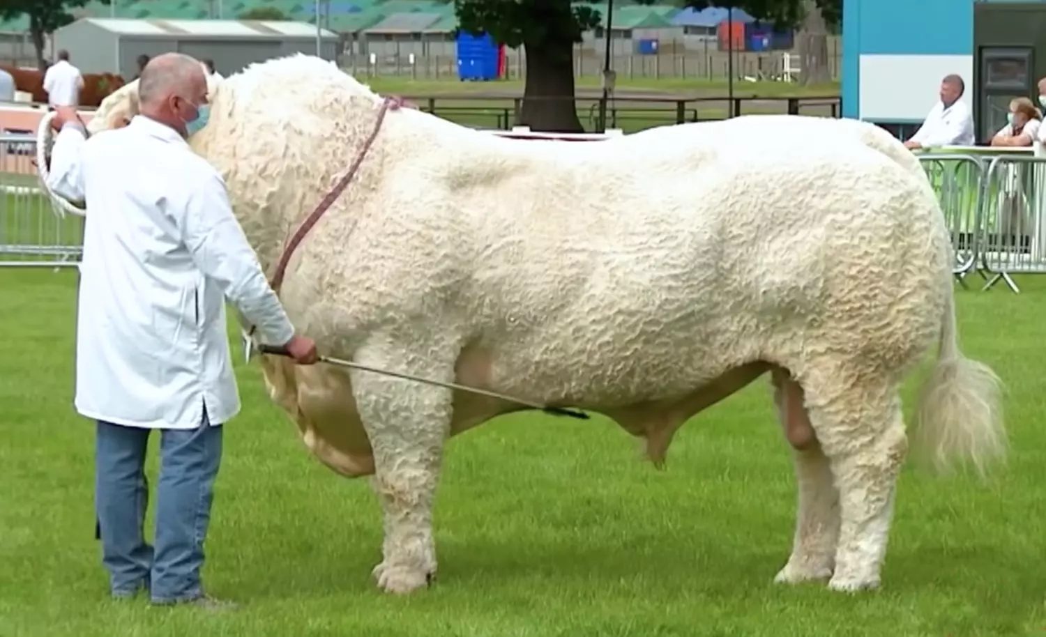 raça bovina gigante