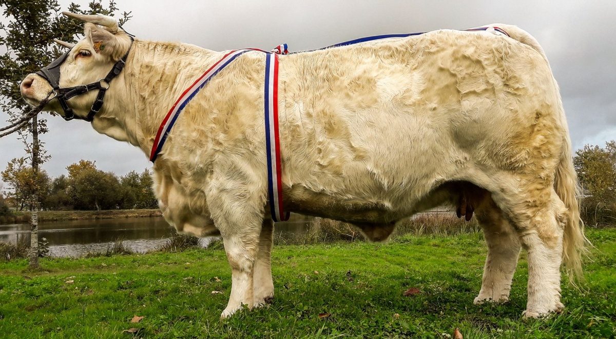 raça bovina gigante