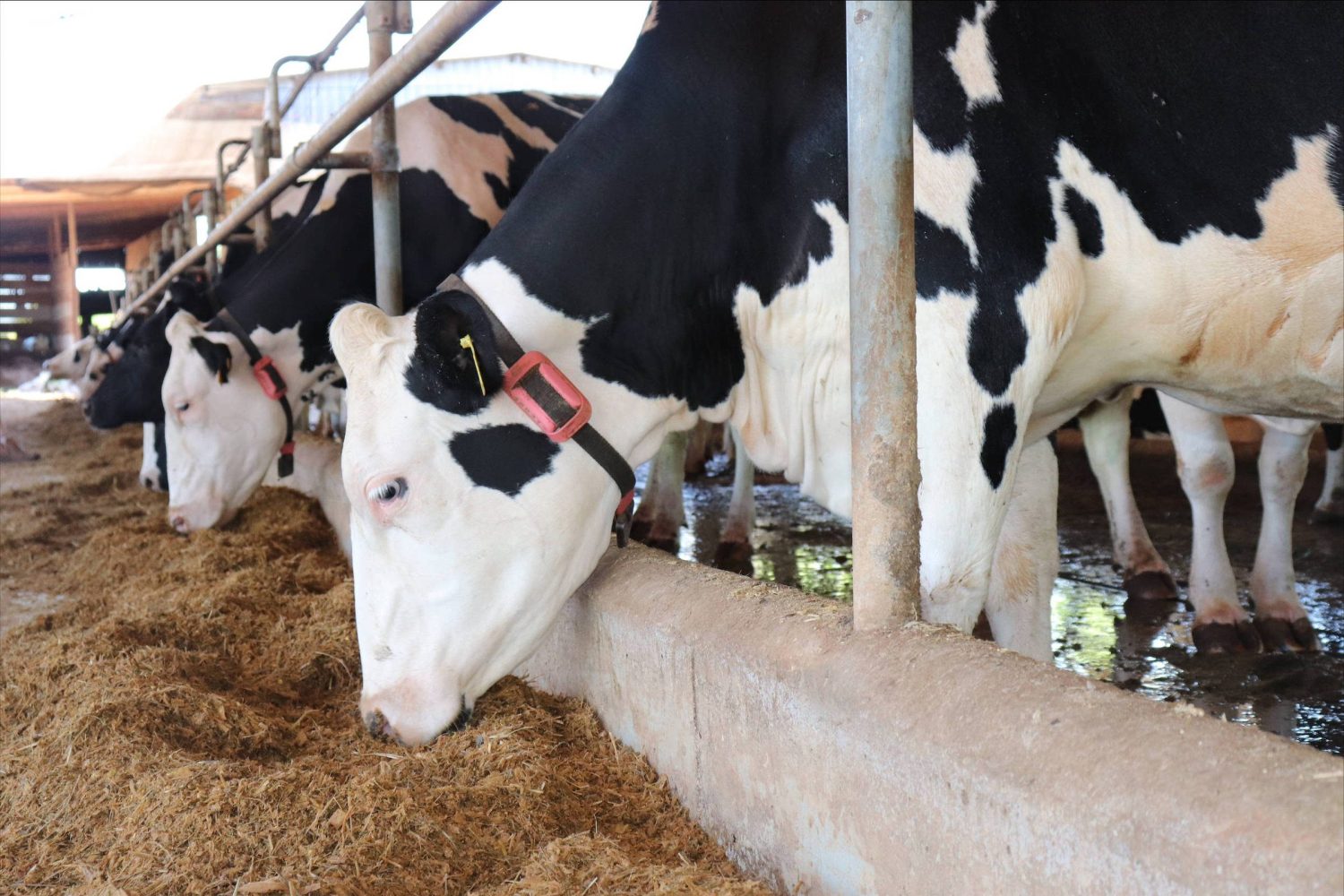 Saiba como é a rotina de ordenhar 2.400 vacas, da maior produtora de leite 