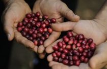 Exportações recuam no Vietnã e preços do café em Londres se aproximam de recordes