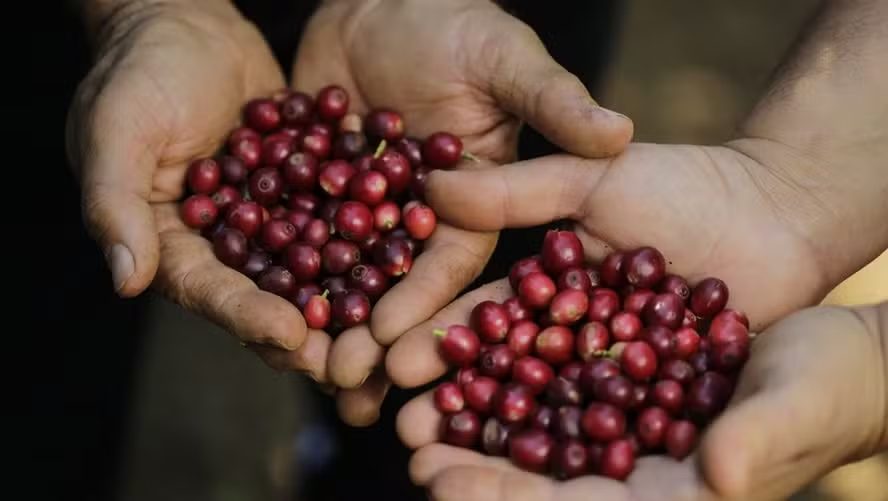Expocacer tem como objetivo expandir a produção de café regenerativo até 2027