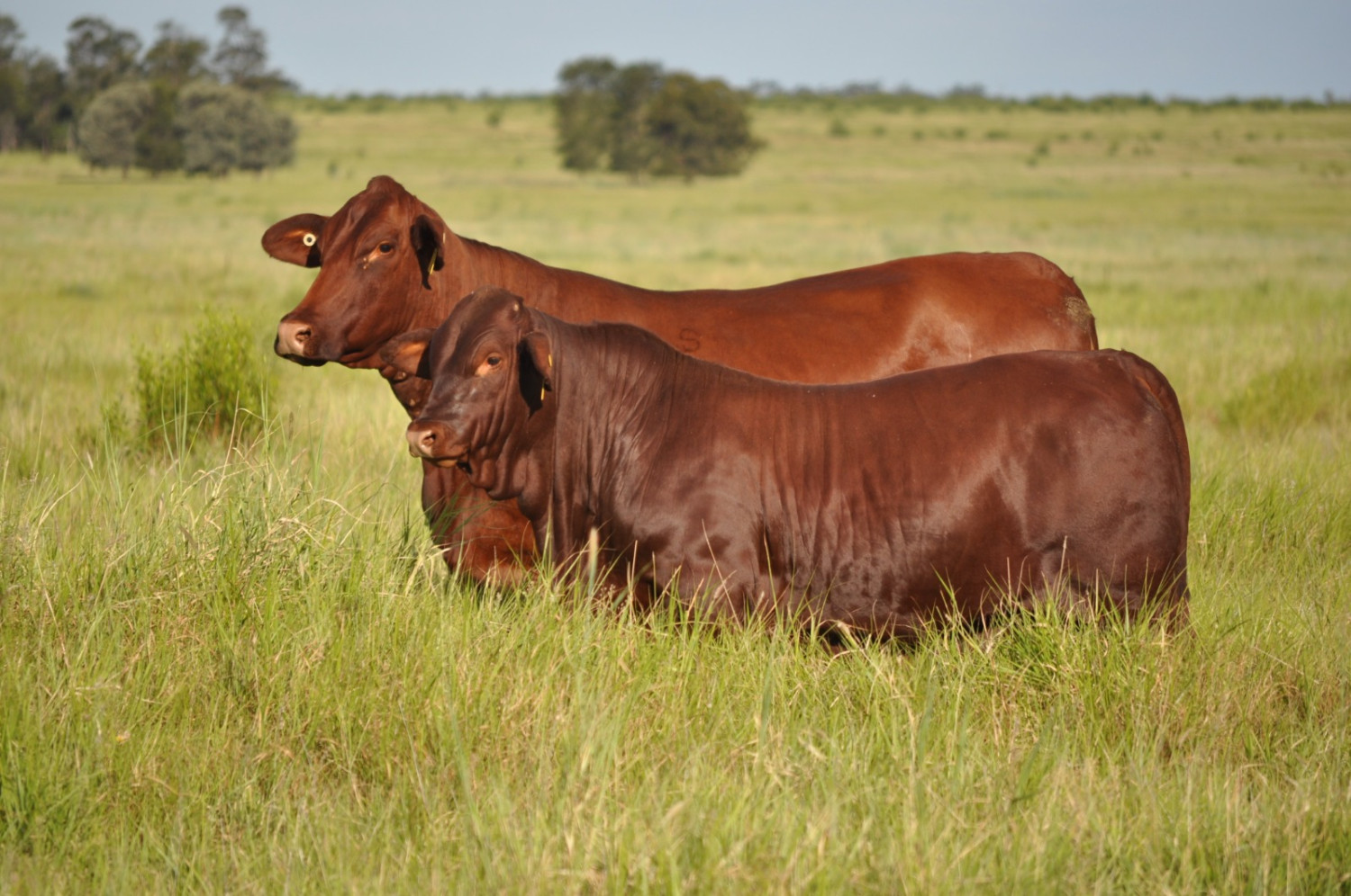 Revolução genética: Raça Santa Gertrudis adota genômica e ganha novo sumário da Embrapa