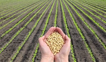 Conheça os 3 principais tipos de semente de soja