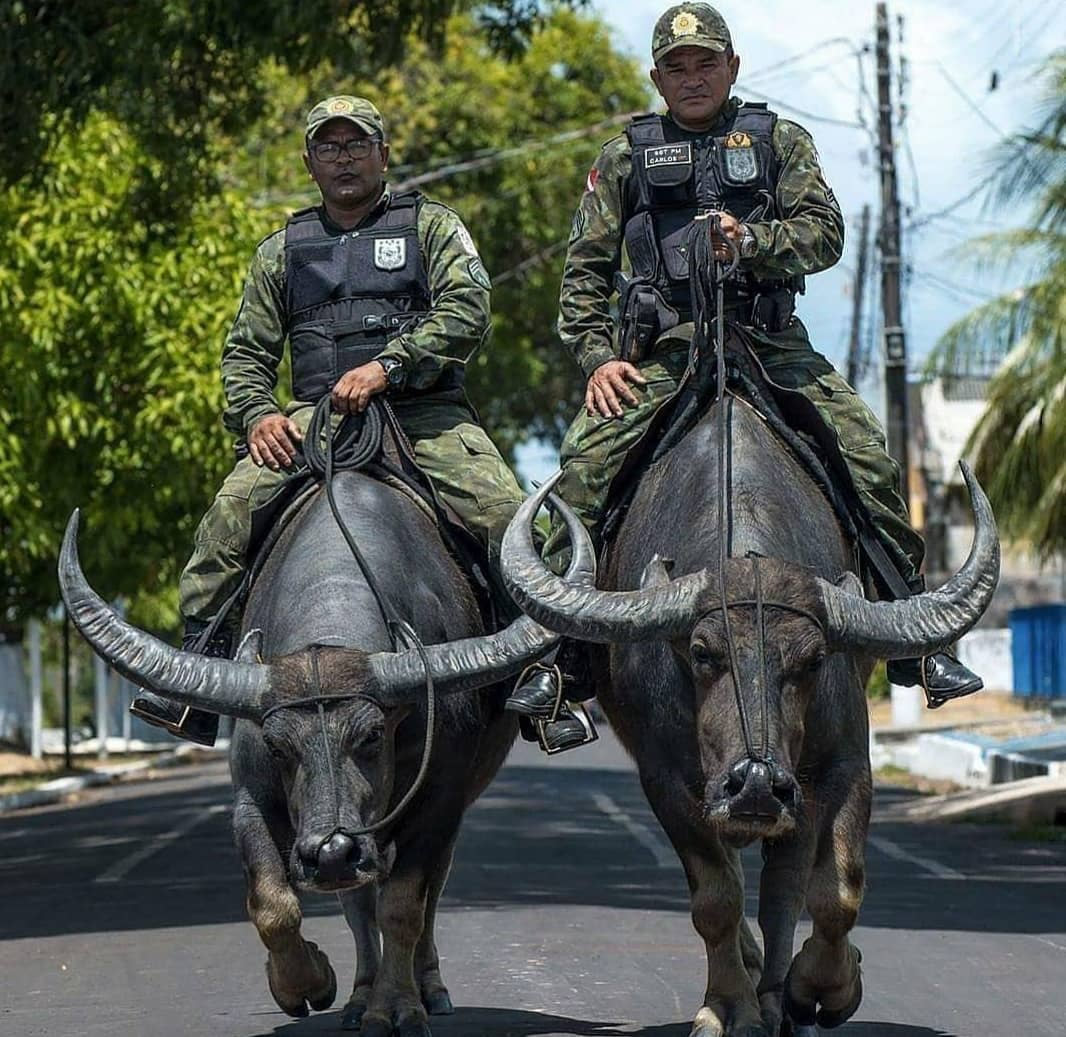 policiamento com bufalos - dupla de policiais militares