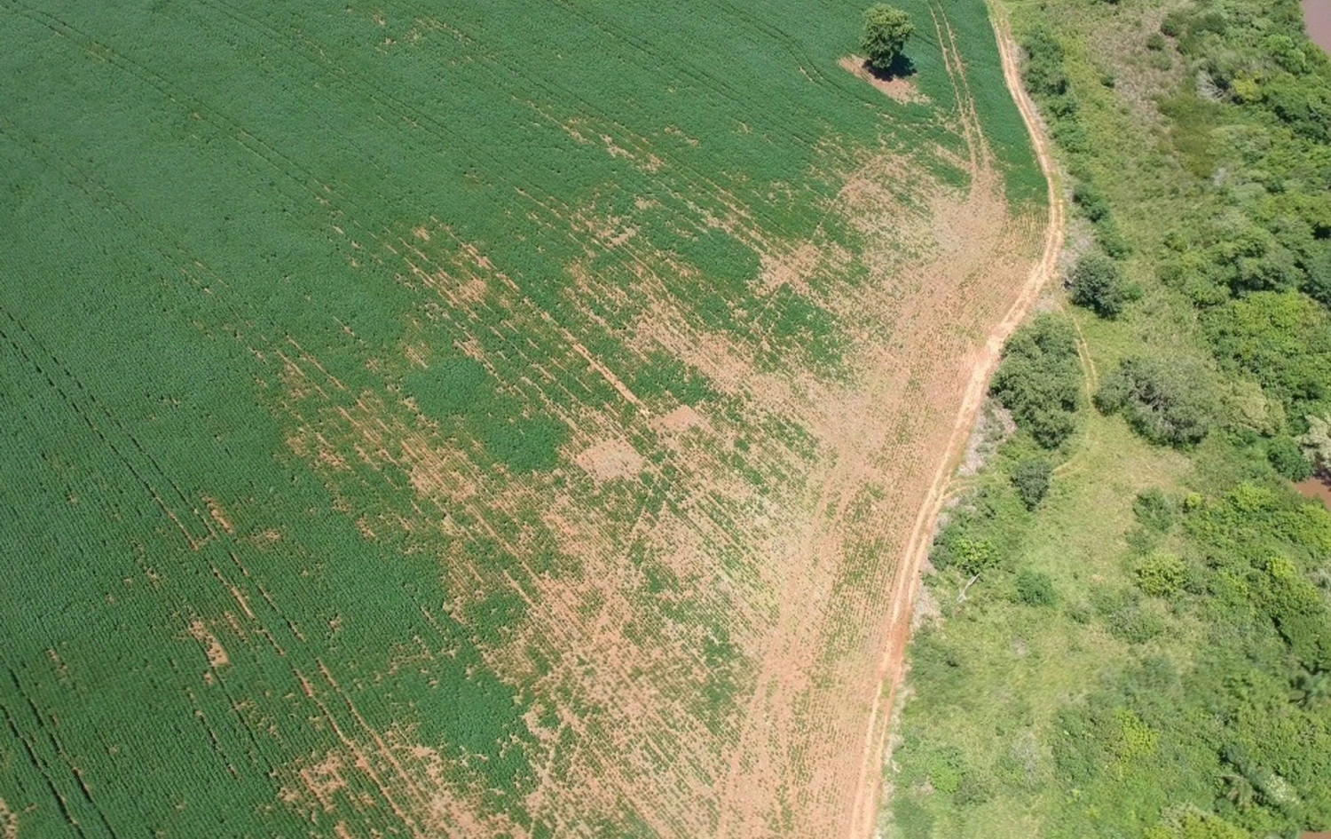 problema com animais invasores nas lavouras - agro spi 1