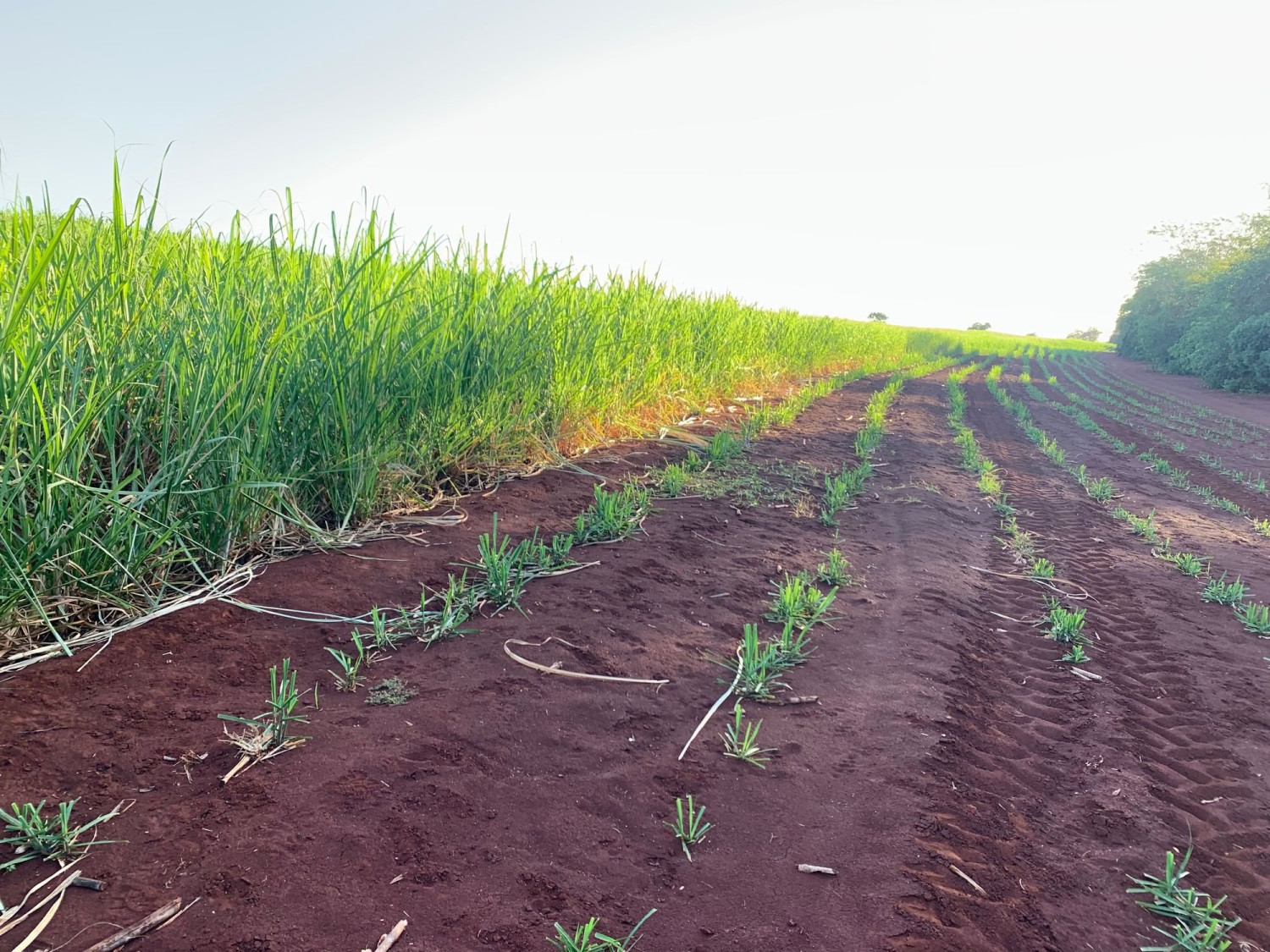 problema com animais invasores nas lavouras - agro spi