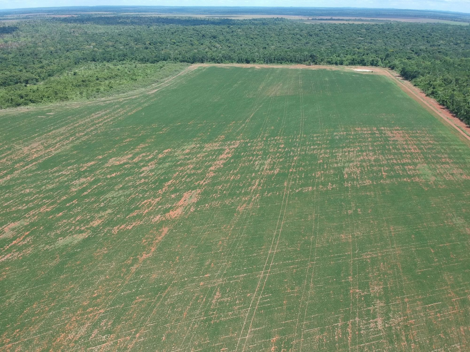 problema com animais invasores nas lavouras - agro spi