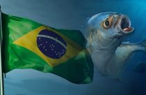 tilapia brasileira - tilapia do vietna