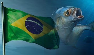 tilapia brasileira - tilapia do vietna