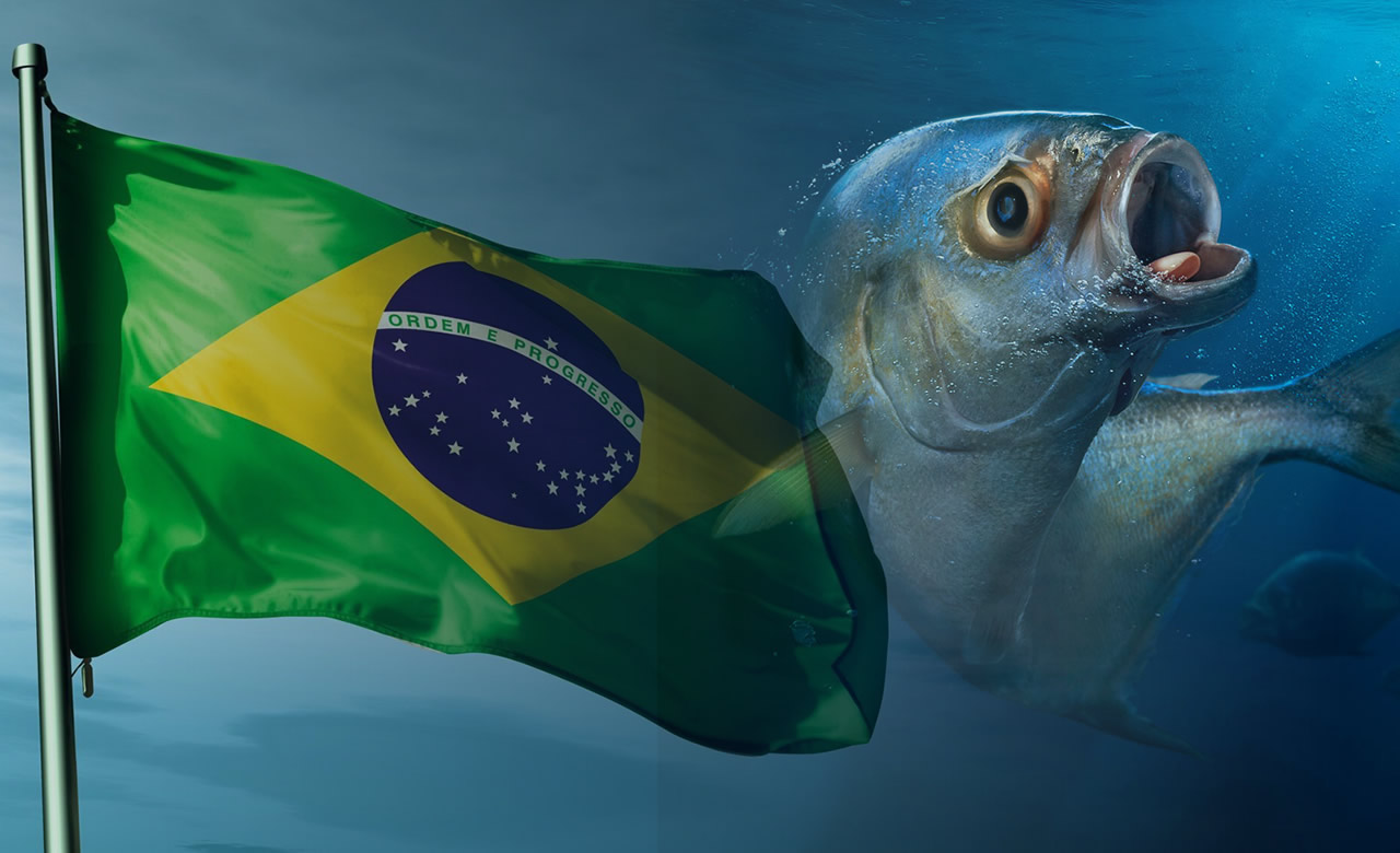 tilapia brasileira - tilapia do vietnaTilápia mais barata no Brasil? Veja o que muda com a nova regra dos EUA