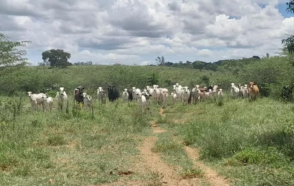 Fazenda é multada por pastoreio de gado em Área de Preservação Permanente