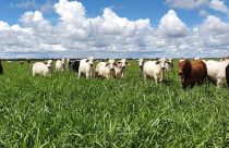 Brasil mede carbono no campo e mostra caminhos para agro de baixo carbono