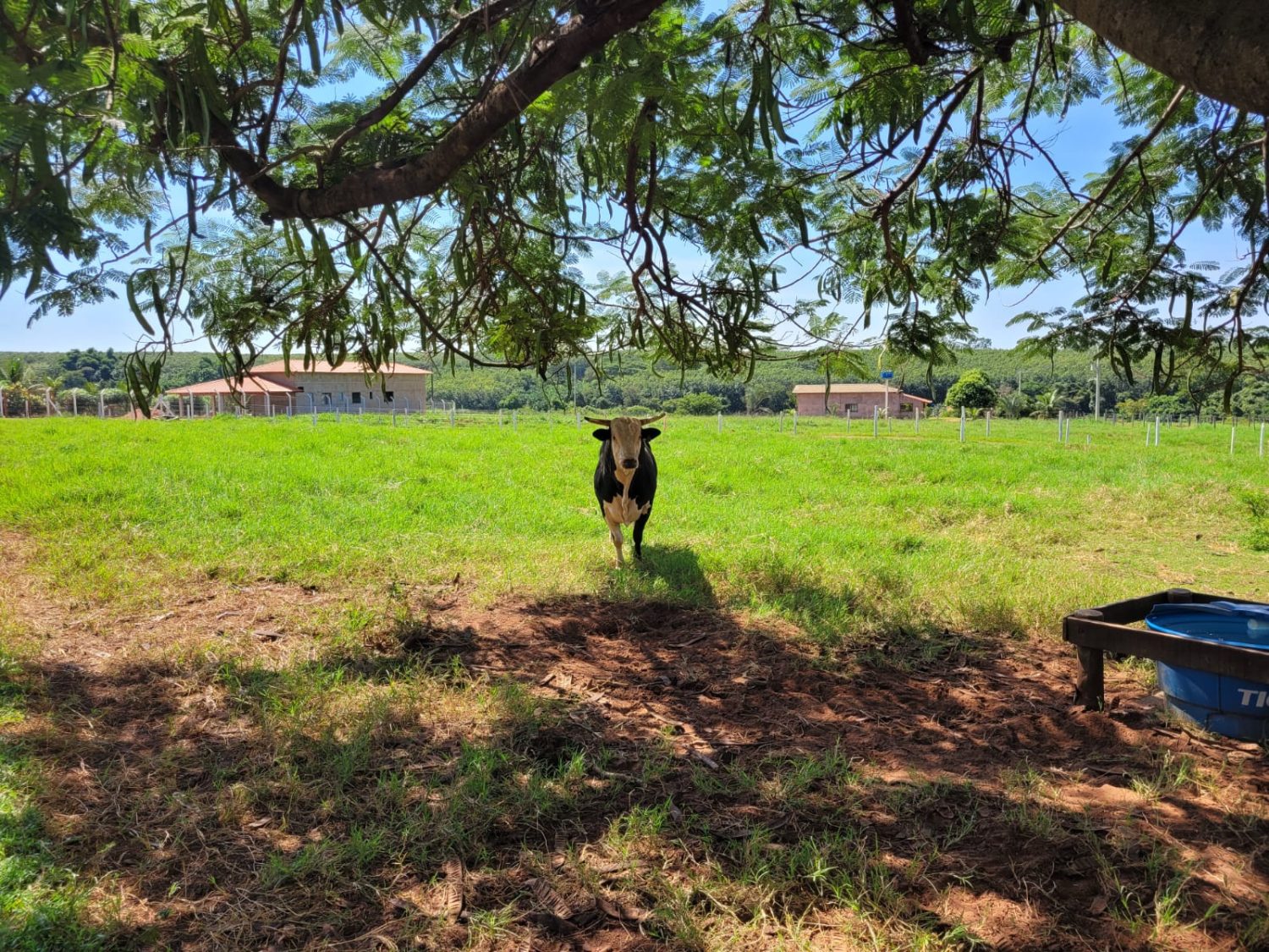 primogênita do Acesso Negado