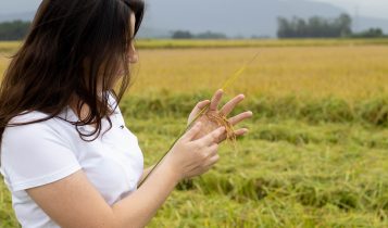Como calcular o lucro da produção rural e prevenir perdas
