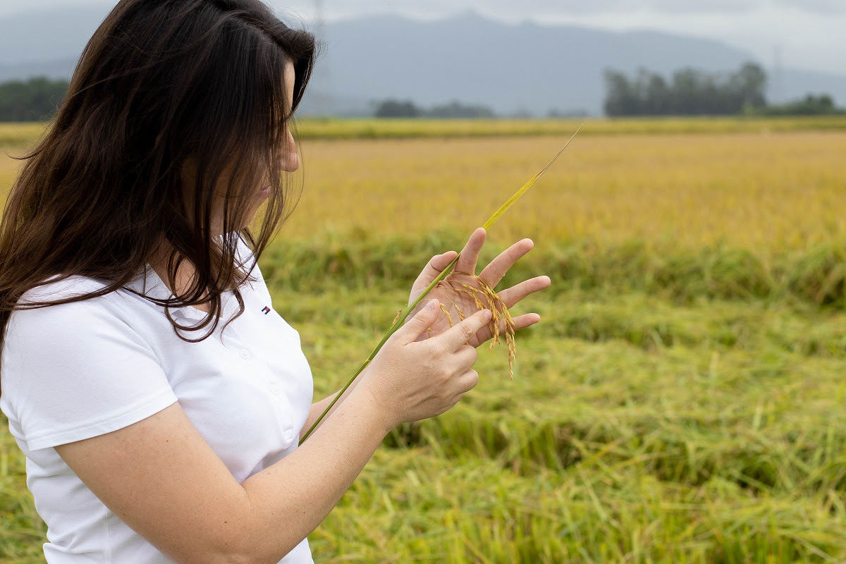 Após zelo no cultivo, agricultores colhem o arroz com a qualidade catarinense