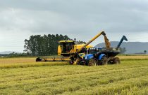 Após zelo no cultivo, agricultores colhem o arroz com a qualidade catarinense - maquinas colhendo arroz colheita arroz