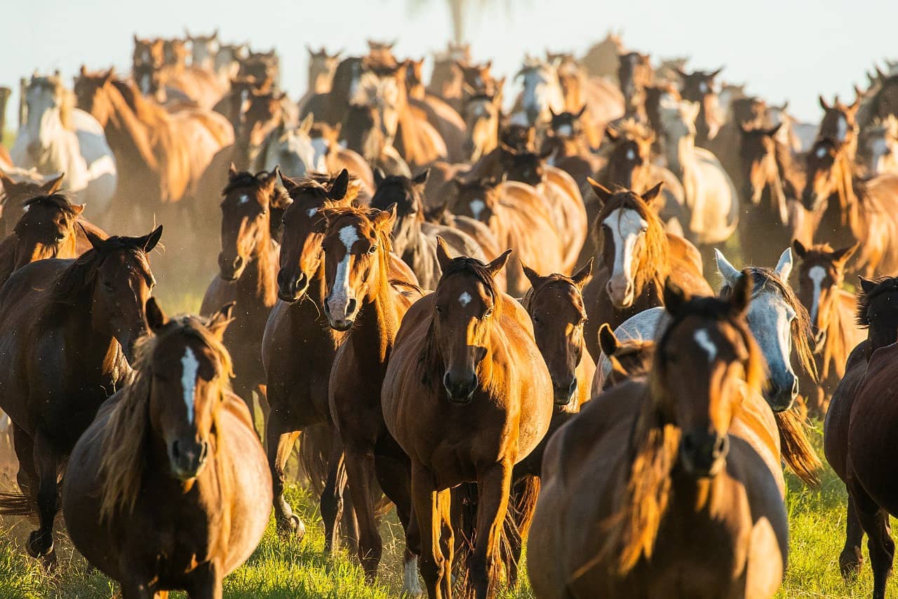 FAZENDA CARUANA - criatoria da raca quarto de milha