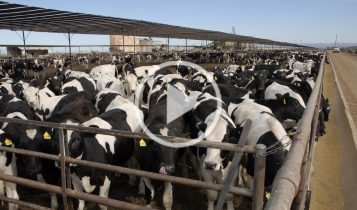 Fazenda mantem 150000 bezerros holandeses confinados 1