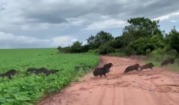 Javalis estao destruindo lavouras de arroz e soja no Rio Grande do Sul 5