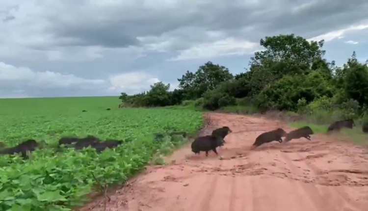 Javalis estao destruindo lavouras de arroz e soja no Rio Grande do Sul 5