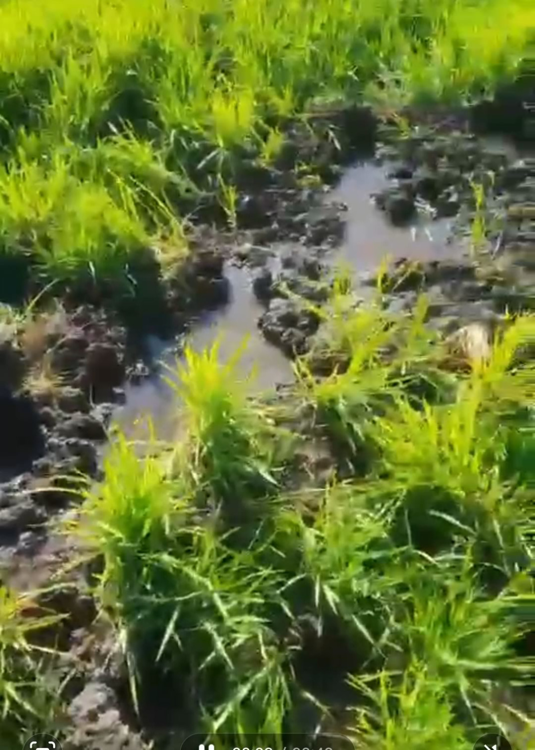 Javalis estão destruindo lavouras de arroz e soja no Rio Grande do Sul