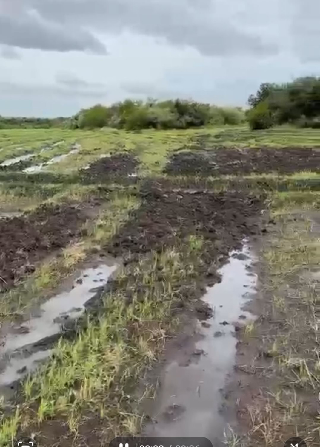 Javalis estão destruindo lavouras de arroz e soja no Rio Grande do Sul