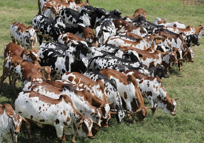 Nelore Pintado Fazenda São Lourenço