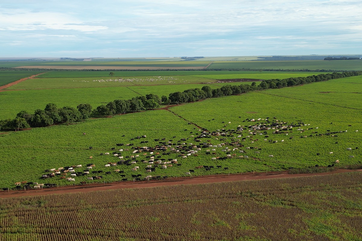 Produtividade e sustentabilidade na pratica - Dia de campo na fazenda Santa Maria - da agropecuaria Cutolo