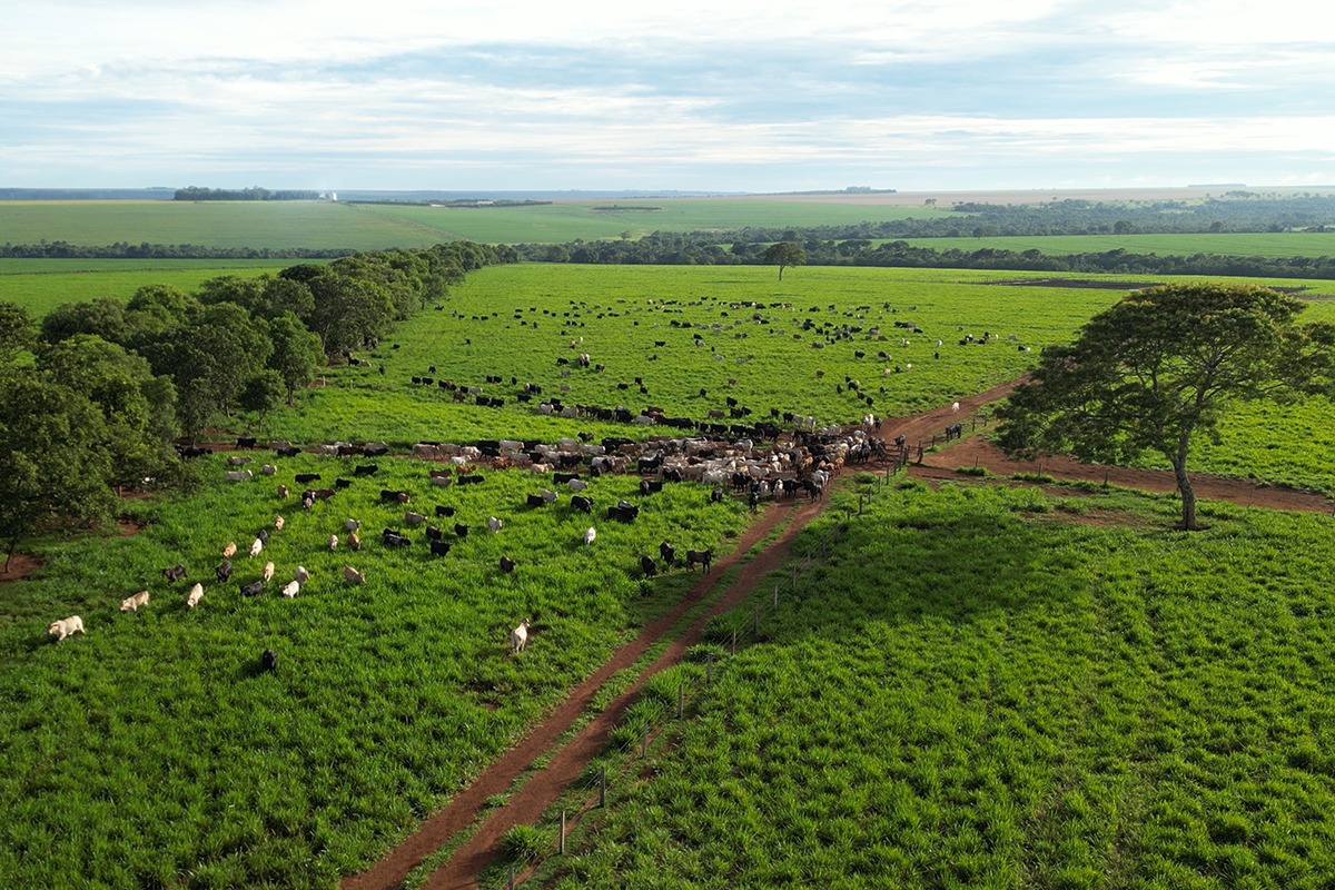 Produtividade e sustentabilidade na pratica - Dia de campo na fazenda Santa Maria - da agropecuaria Cutolo