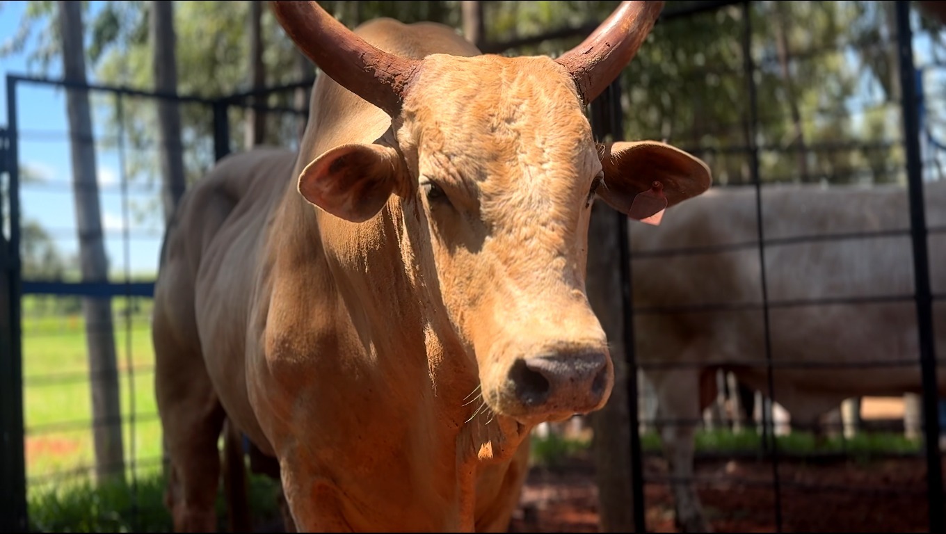 Tercio Miranda adquire 20 novos touros de rodeio