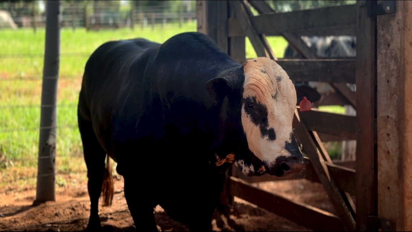 Tercio Miranda adquire 20 novos touros de rodeio